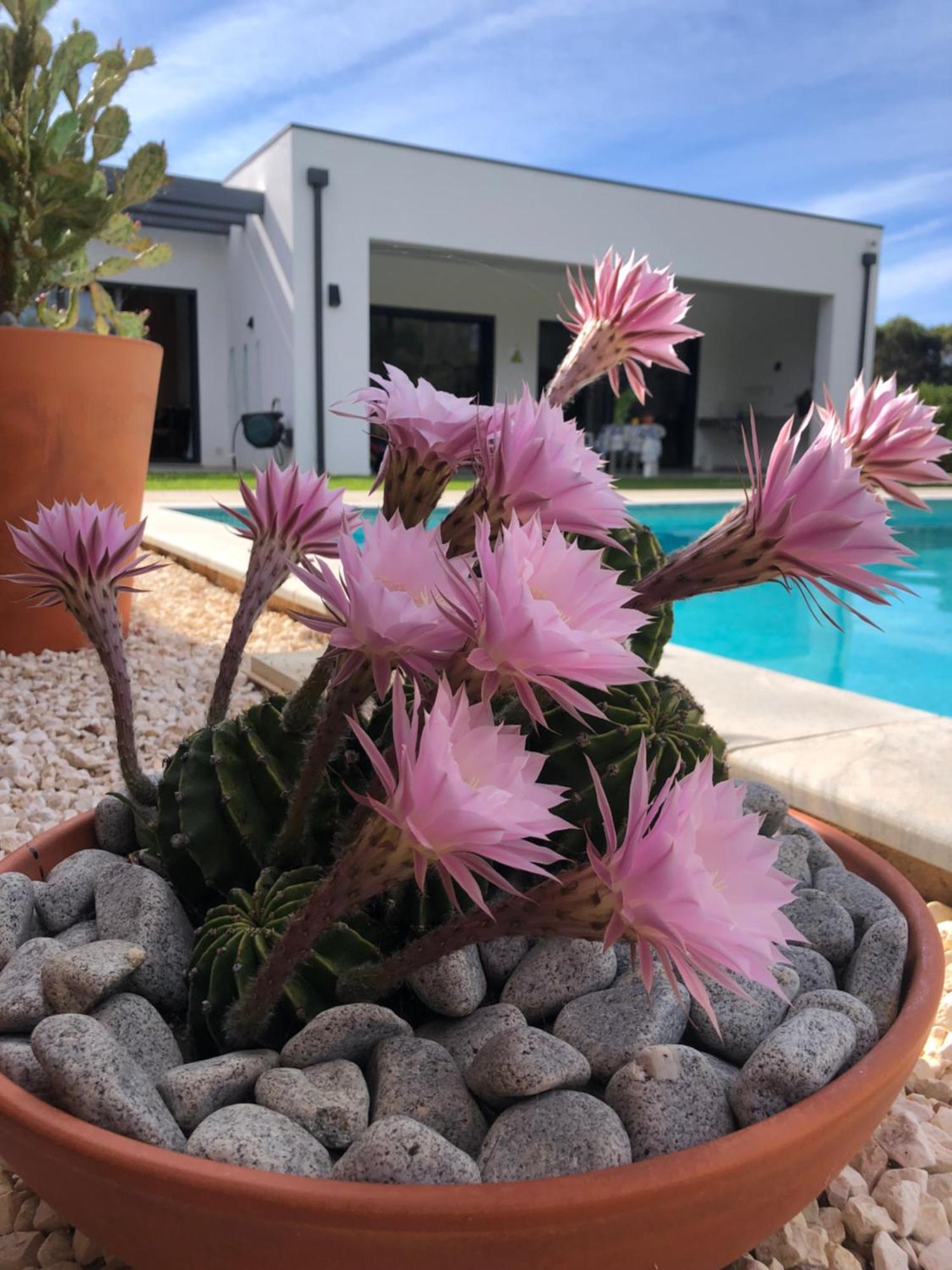 Casa Penina Hotel Alvor Ngoại thất bức ảnh
